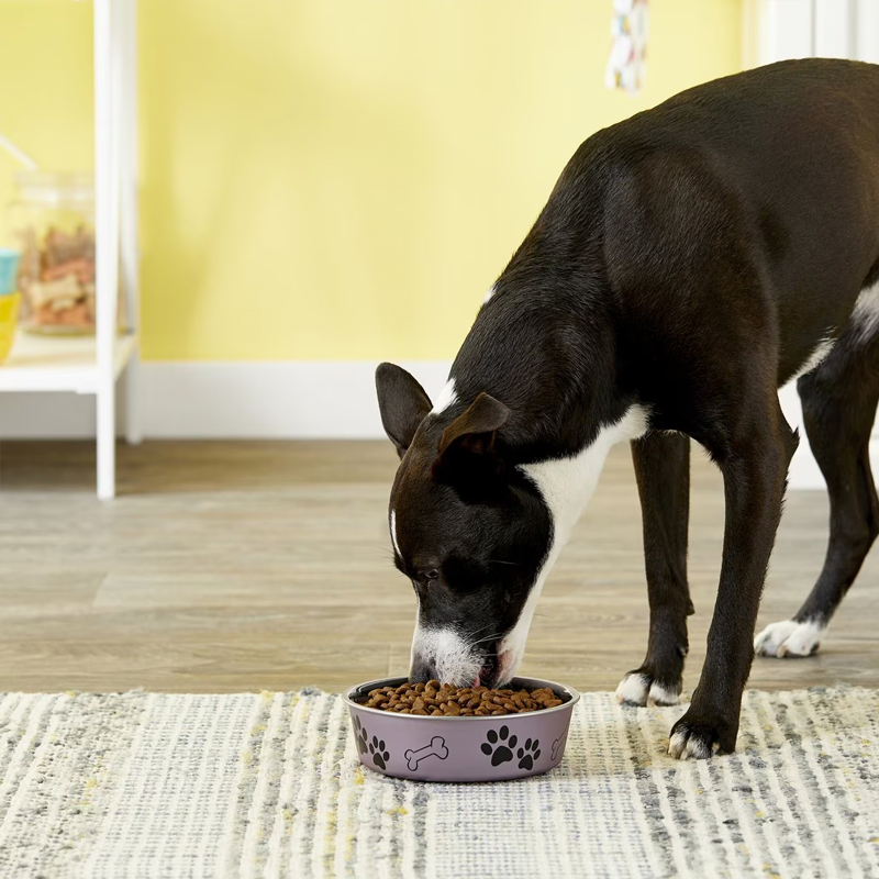 Les 10 meilleures gamelles pour chiens de 2025 16