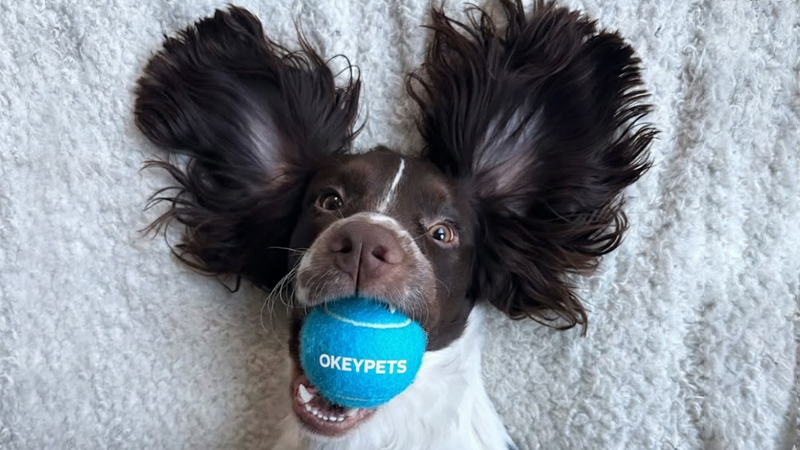 Prečo psy milujú tenisové loptičky pre psov a ako si vybrať tú správnu 1