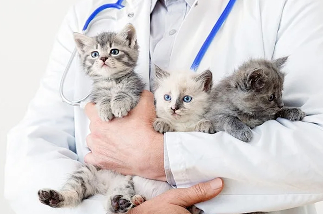 Fremtidsprognoser for markedet for kjæledyrprodukter 3