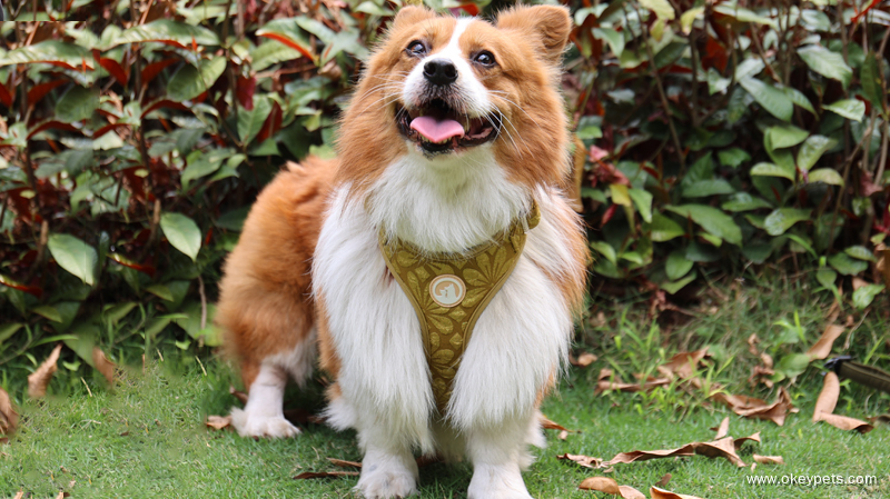 2025 OKEYPETS Nová sada vyšívaného postroje pro psy 1