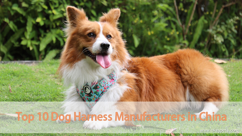 Les 10 principaux fabricants de harnais pour chiens en Chine 1