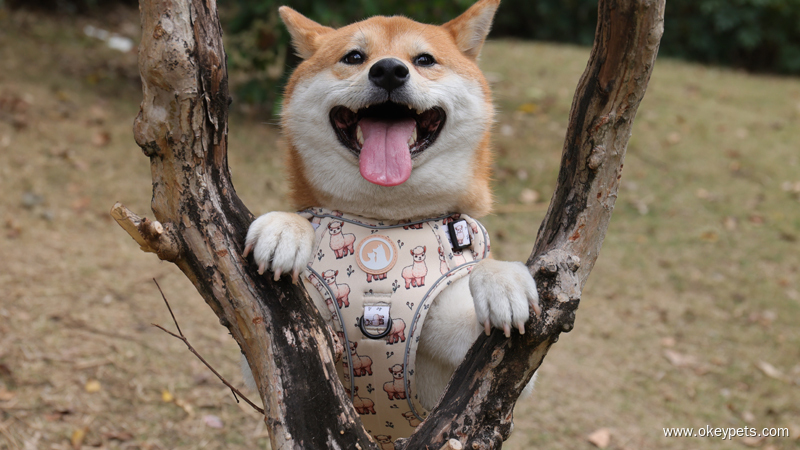 Comment choisir le harnais idéal pour petit chien 1