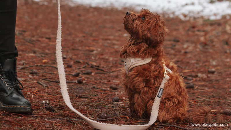 7 conseils pour empêcher votre chien de mâcher sa laisse 1