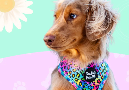 Top 10 des meilleurs fabricants de bandanas pour chiens 3