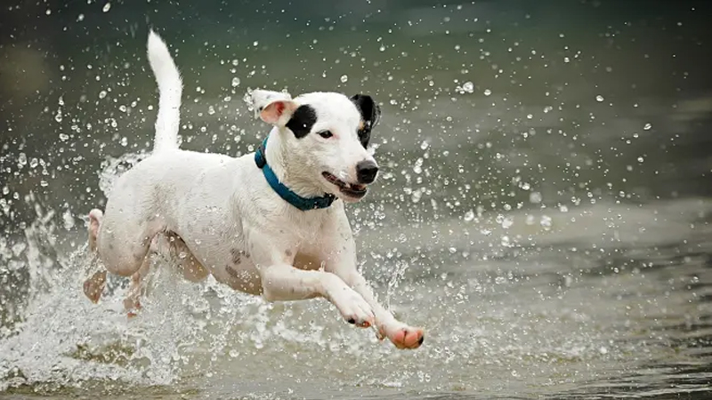 7 façons d'aider votre chien à se rafraîchir 1