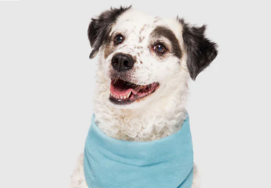 Top 10 des meilleurs fabricants de bandanas pour chiens 6