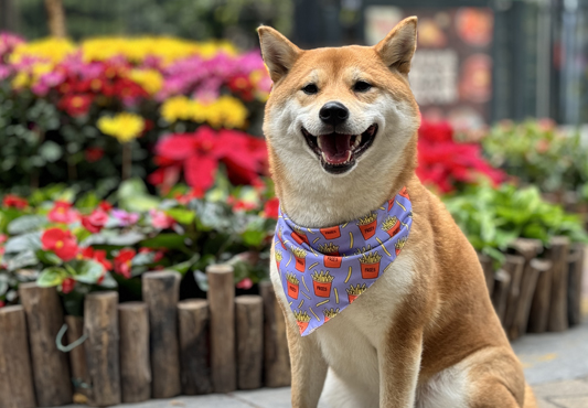 Top 10 des meilleurs fabricants de bandanas pour chiens 5