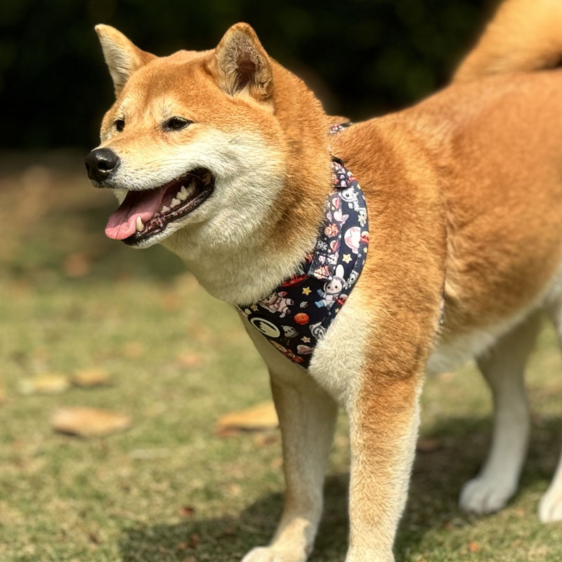 Why Neoprene Dog Harnesses Are a Top Seller 6