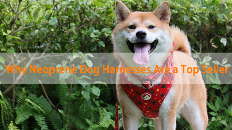 Why Neoprene Dog Harnesses Are a Top Seller 1