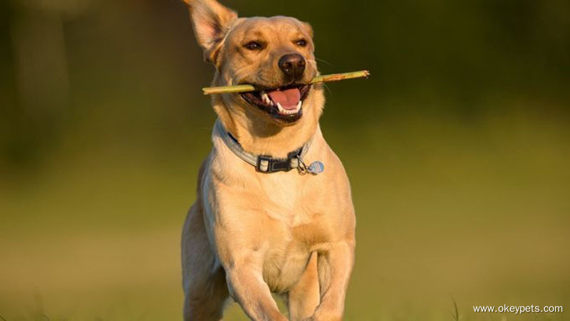 Les 10 meilleurs fabricants de produits pour animaux de compagnie en Chine 1