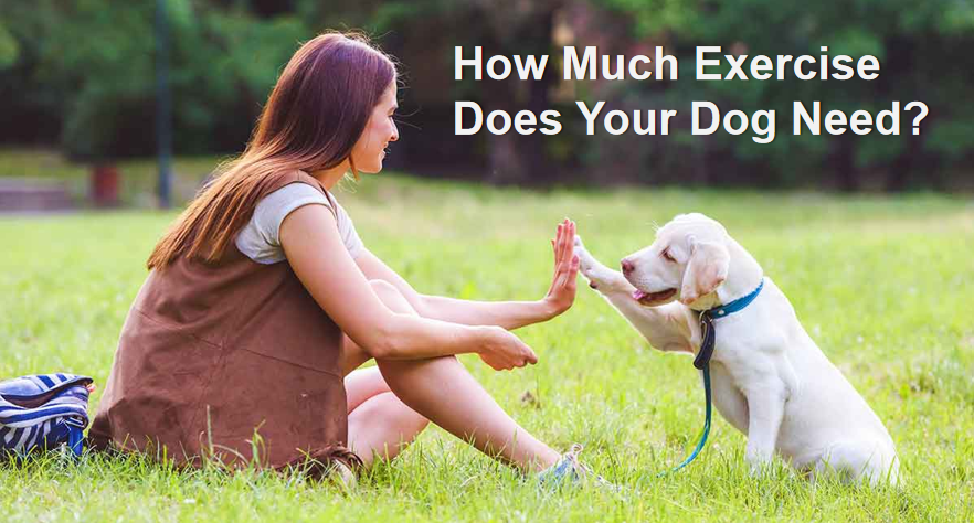 De combien d'exercice votre chien a-t-il besoin ? 1