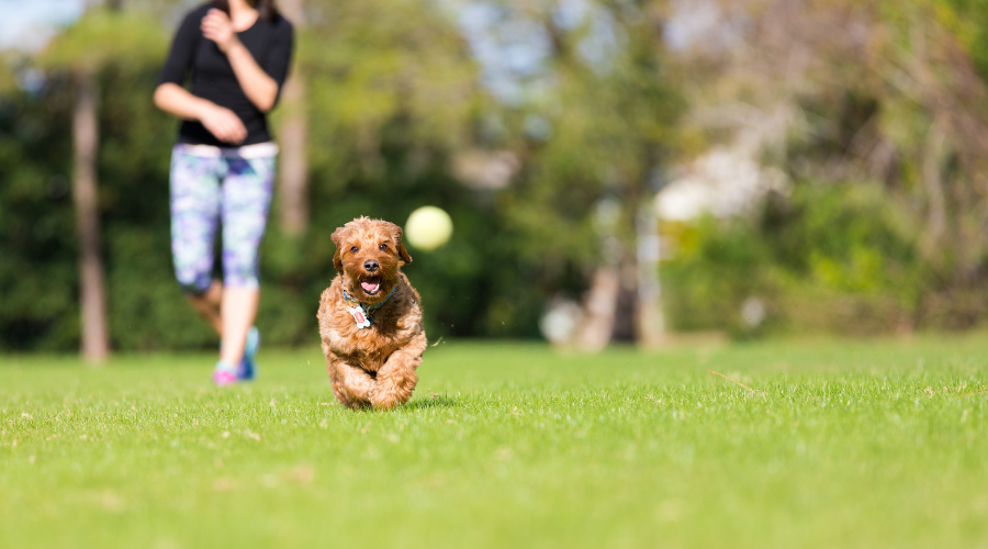 De combien d'exercice votre chien a-t-il besoin ? 3