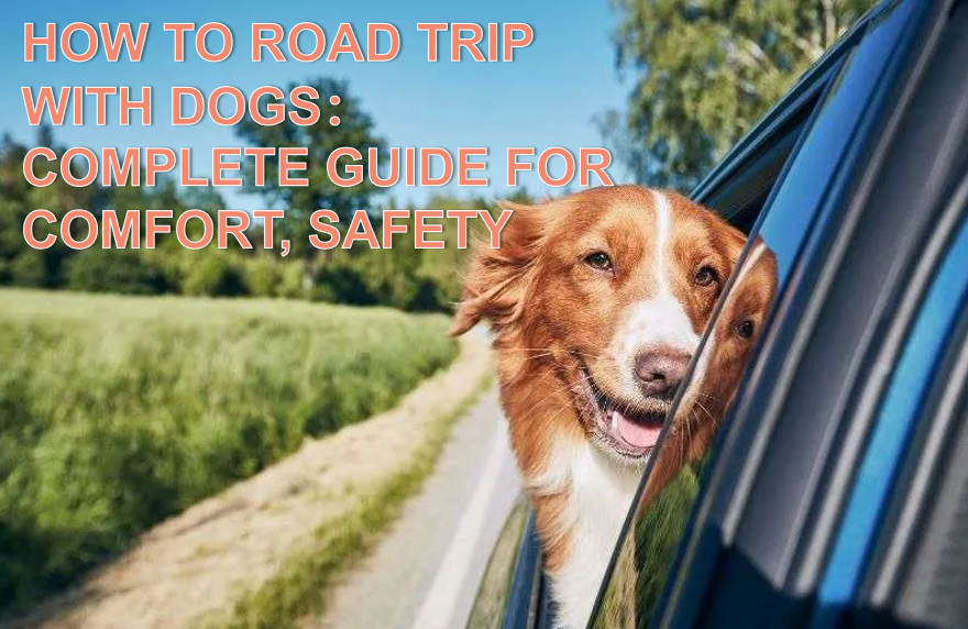 Slik tar du en biltur med hunden din: En komplett guide 1