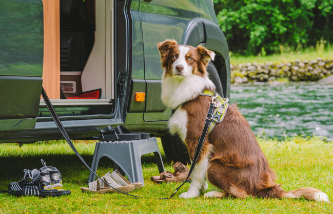 Slik tar du en biltur med hunden din: En komplett guide 4