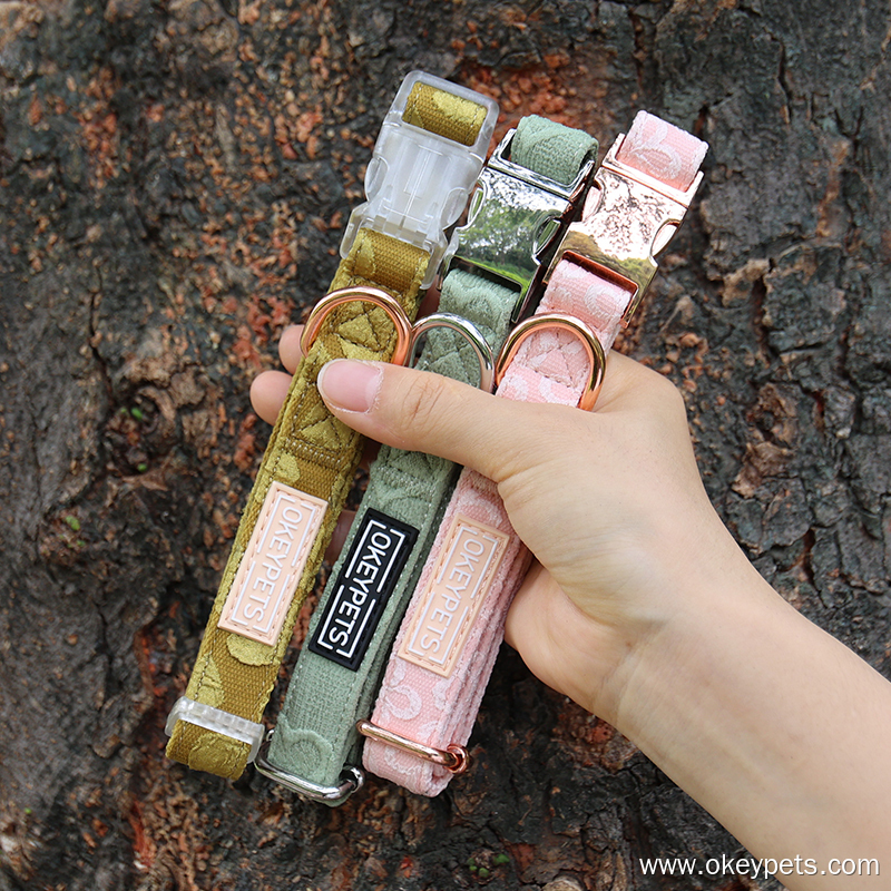 Cómo hacer que tu perro use un collar 2