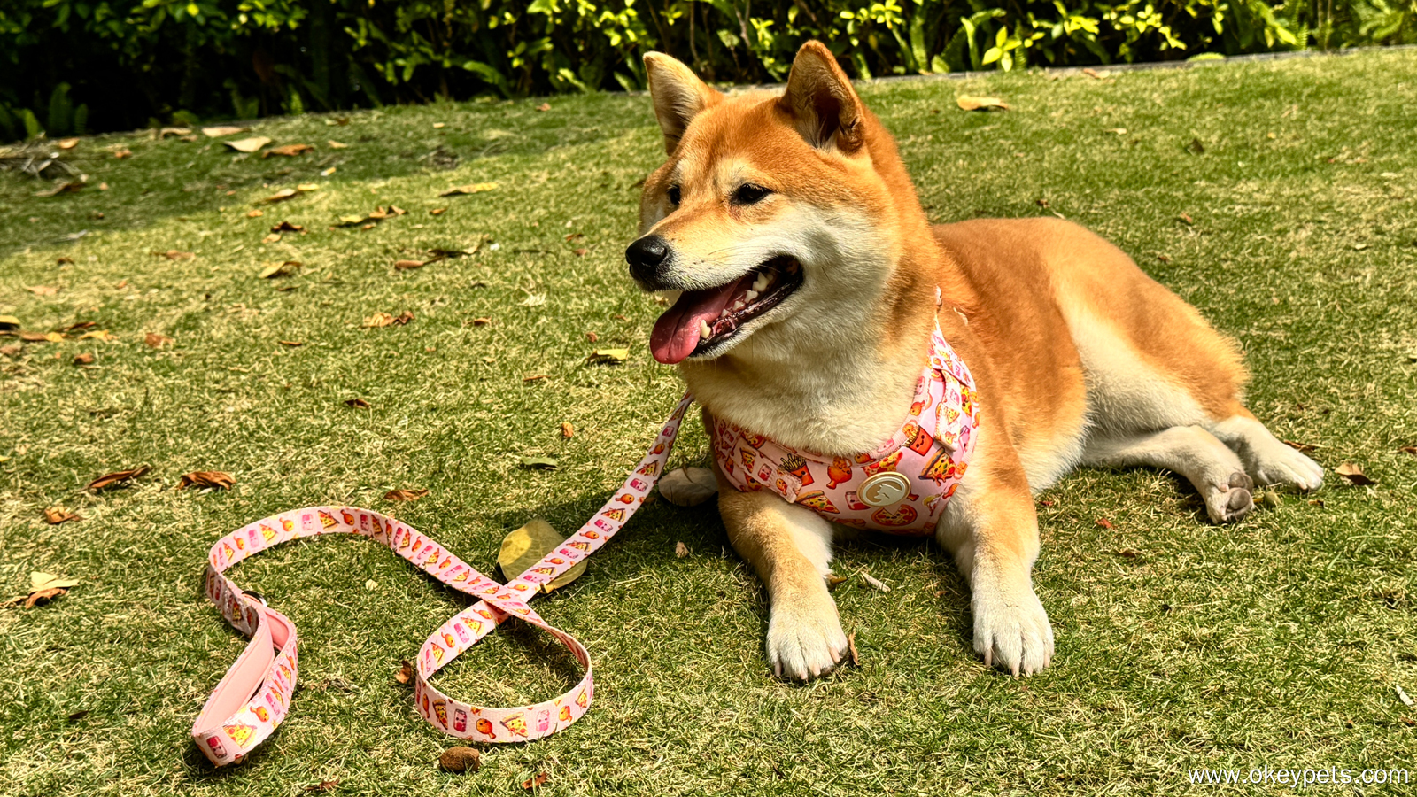 Les 10 meilleurs fabricants de laisses pour chiens 1