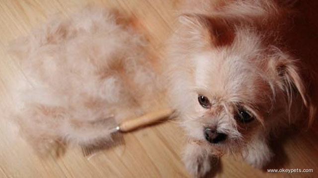 Comment garder le pelage de votre chien en bonne santé 1