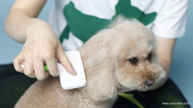 Comment garder le pelage de votre chien en bonne santé 2