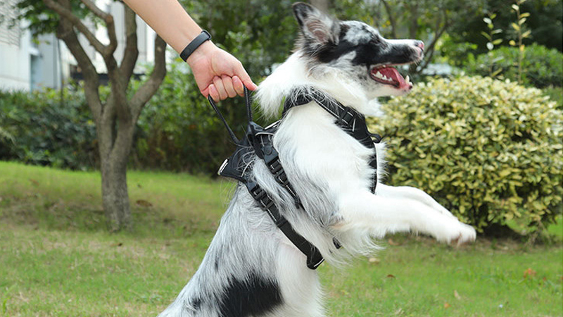 Čo mám robiť, ak môj pes nenávidí svoj postroj? 1