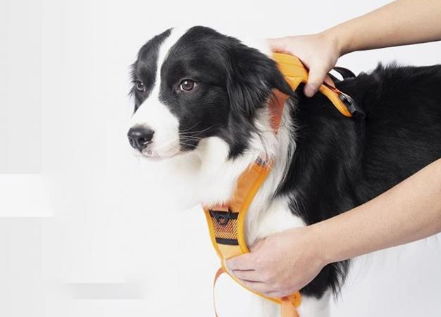 Mit tegyek, ha a kutyám utálja a hámját? 3