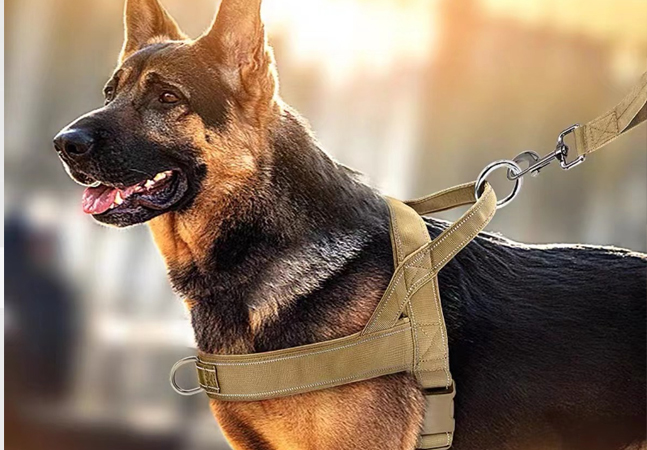 Čo mám robiť, ak môj pes nenávidí svoj postroj? 4