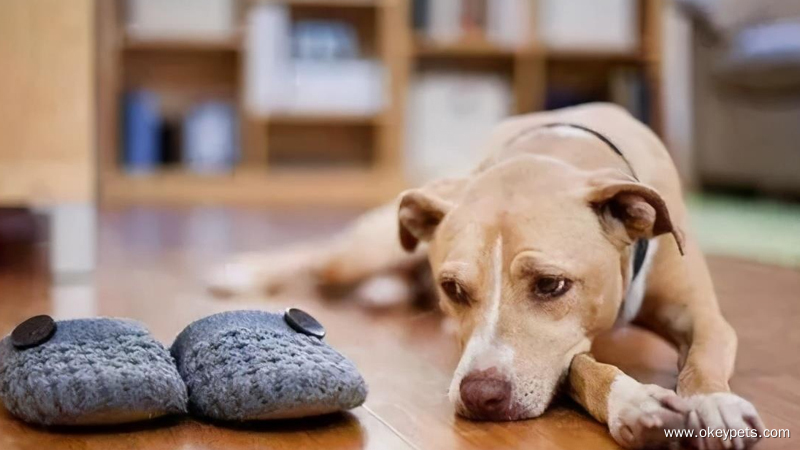 10 نصائح مفيدة لتهدئة كلب قلق 1