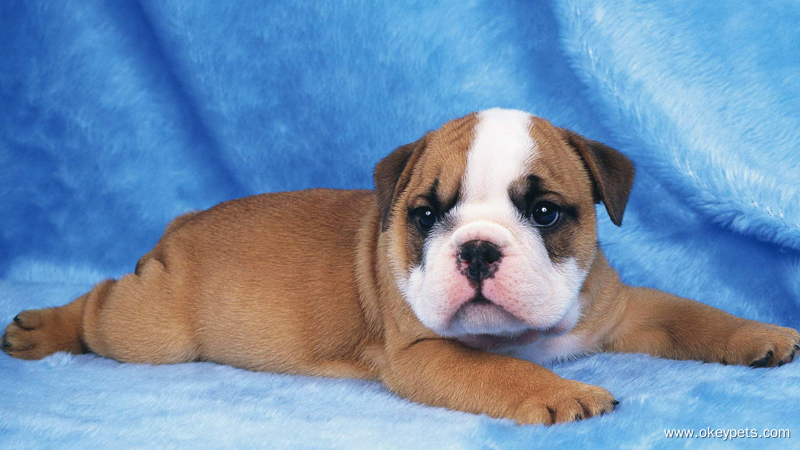 10 نصائح مفيدة لتهدئة كلب قلق 3