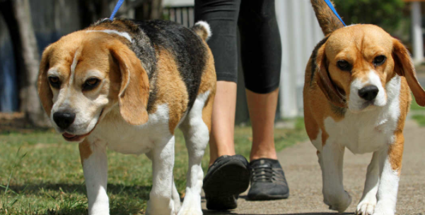 7 bienfaits de la promenade pour chiens | Renforcez la relation entre le maître et son chien 1