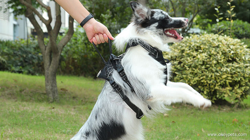 How to Judge Whether Your Dog Needs a Harness 2