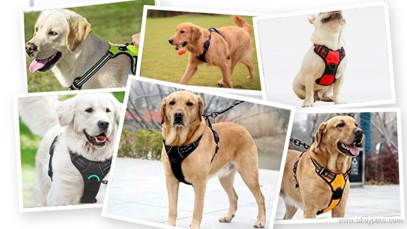 How to Judge Whether Your Dog Needs a Harness 1