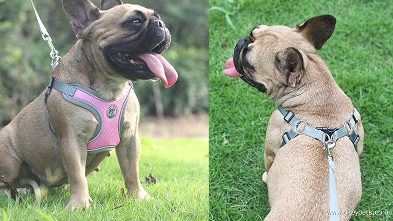 How to Judge Whether Your Dog Needs a Harness 4