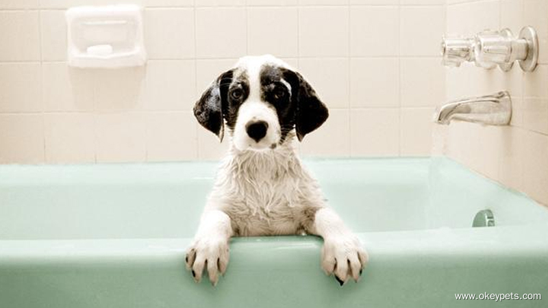 Comment laver un chien ? 1