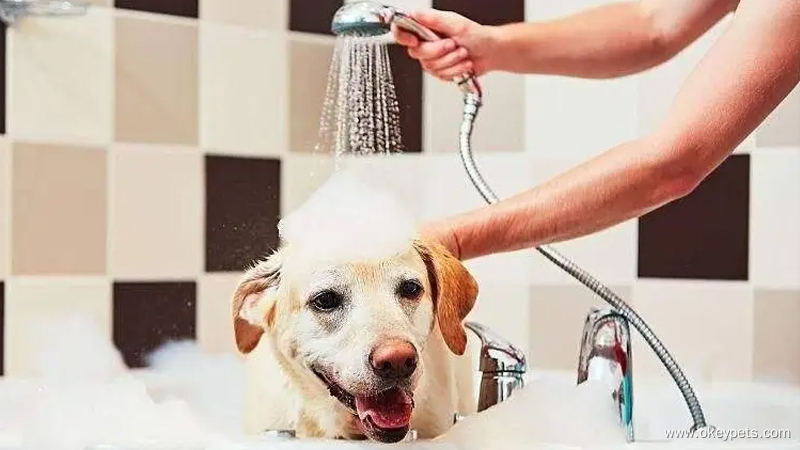 Comment laver un chien ? 3