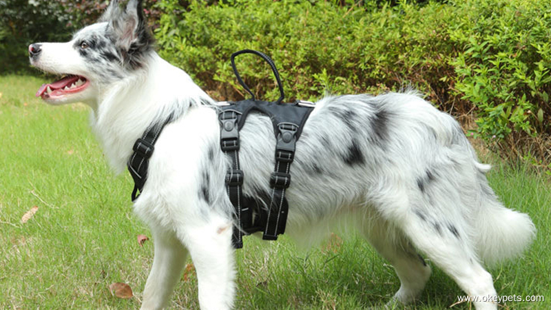 How to Judge Whether Your Dog Needs a Harness 3