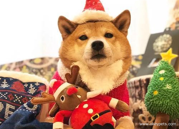 How to tell if your dog needs clothes? 5