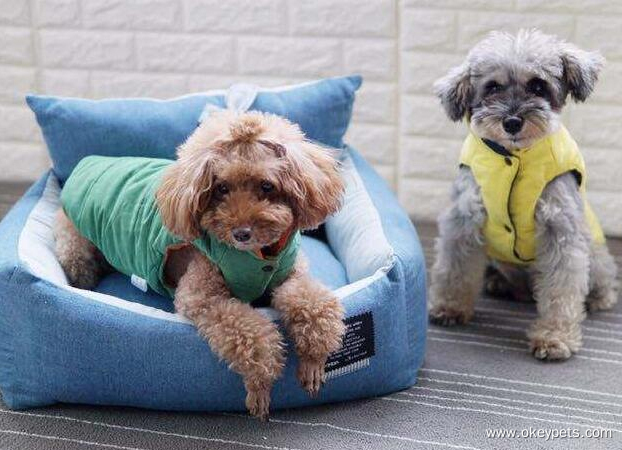 How to tell if your dog needs clothes? 1