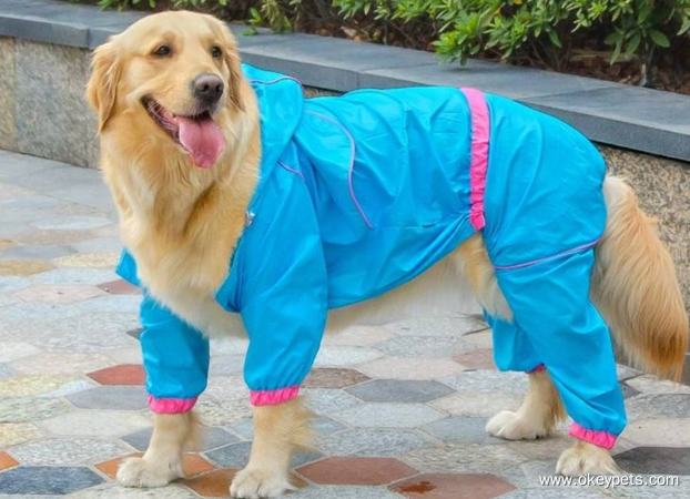 How to tell if your dog needs clothes? 3