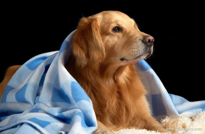 8 znakov, da je vaš pes bolan 4