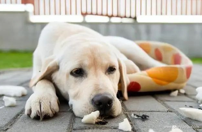 8 znakov, da je vaš pes bolan 7