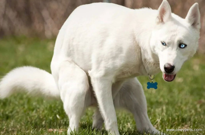 8 znakov, da je vaš pes bolan 5