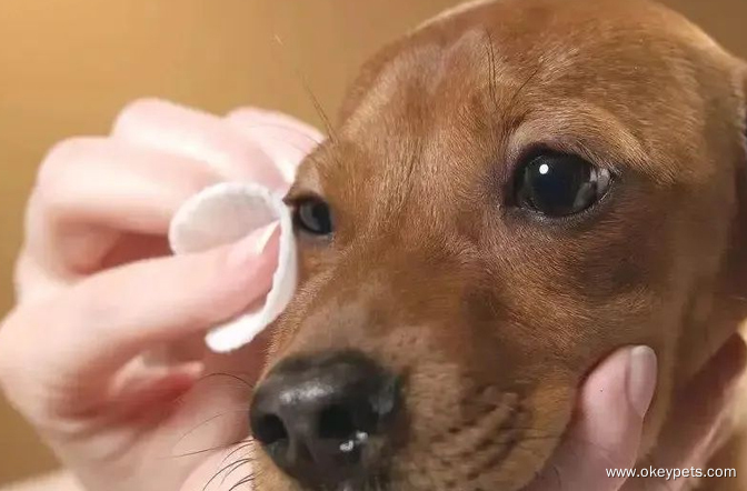 8 znakov, da je vaš pes bolan 8