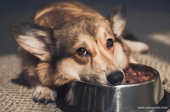 8 znakov, da je vaš pes bolan 3