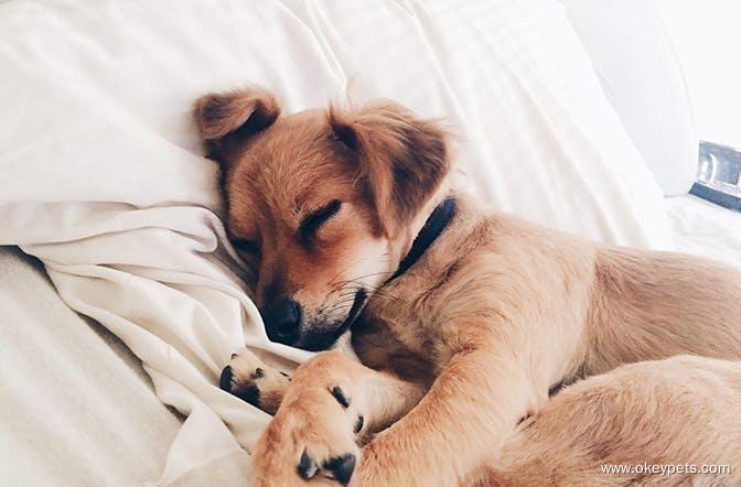 8 znakov, da je vaš pes bolan 1