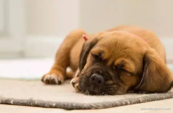 8 znakov, da je vaš pes bolan 6