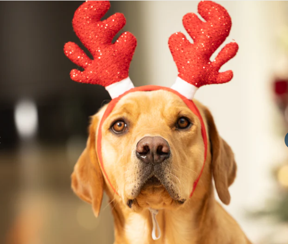 كيفية تزيين كلبك لعيد الميلاد 9
