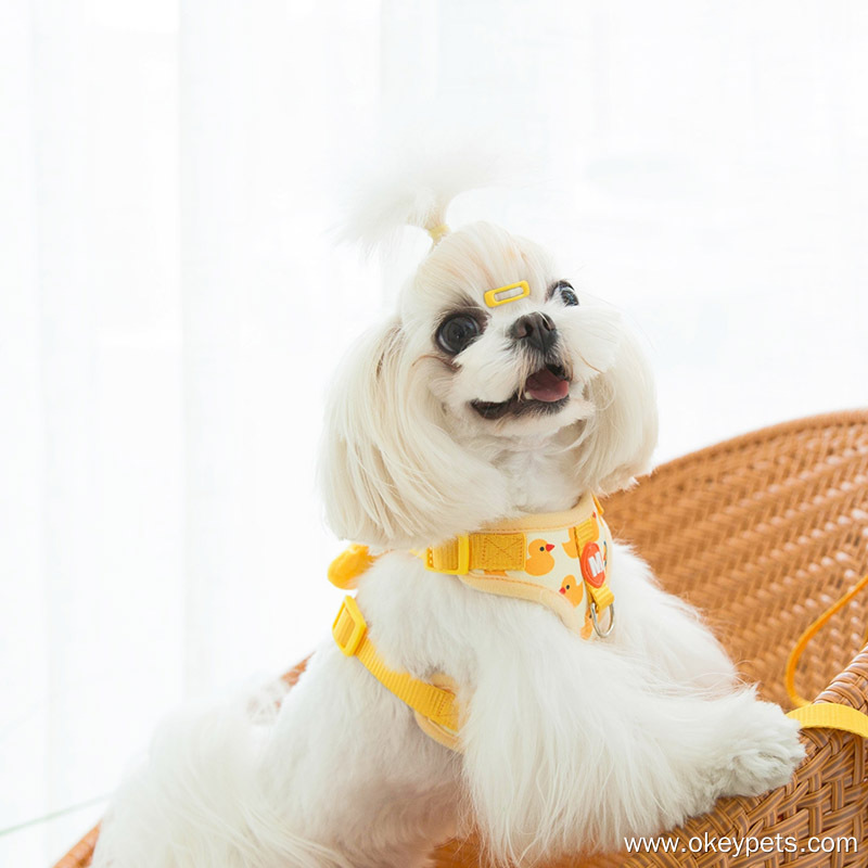 Czy dla psa lepiej jest nosić obrożę czy smycz? 4