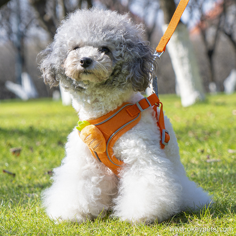 Czy dla psa lepiej jest nosić obrożę czy smycz? 5