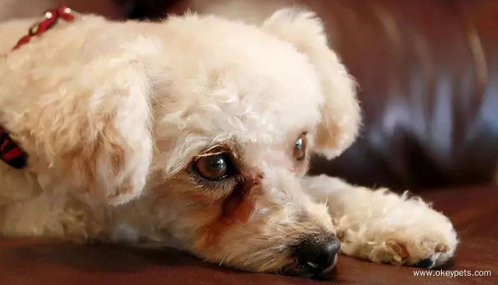 Comment évaluer l'état de santé des chiens ? 2