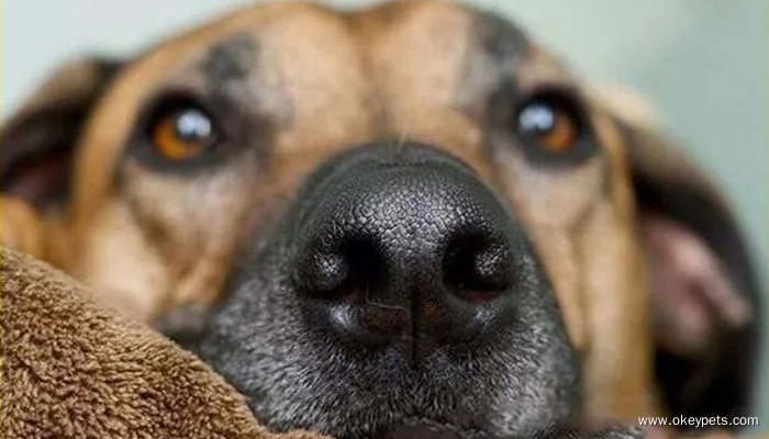 Comment évaluer l'état de santé des chiens ? 1