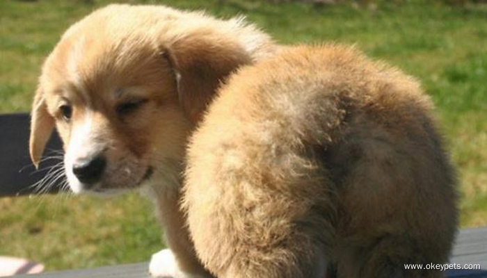 Comment évaluer l'état de santé des chiens ? 6